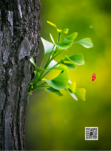 时尚创意春分节气印刷海报背景
