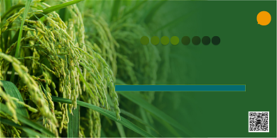 粮食生产发展农业水稻宣传展板背景