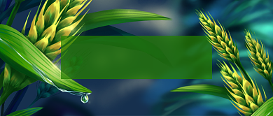 早安世界清新麦穗公众号首图背景