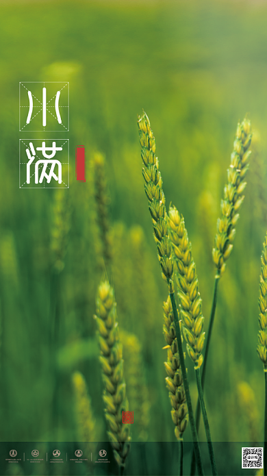 清新麦子小满节气启动页背景