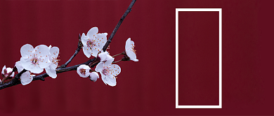 线上赏樱樱花美手绘公众号首图背景