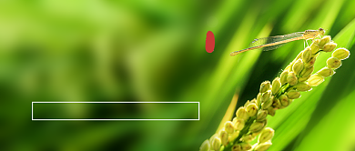 绿色简约今日夏至公众号首图背景