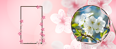 樱花线上赏析手绘公众号首图背景