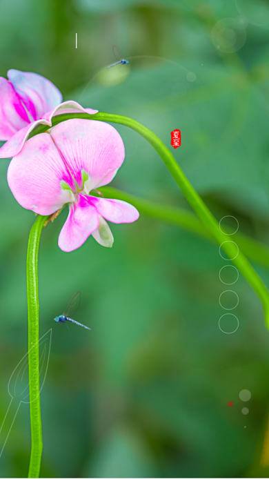 时尚简约夏至摄影海报背景