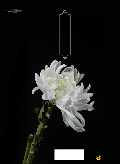 简约大气风清明花店鲜花祭祀宣传海报背景