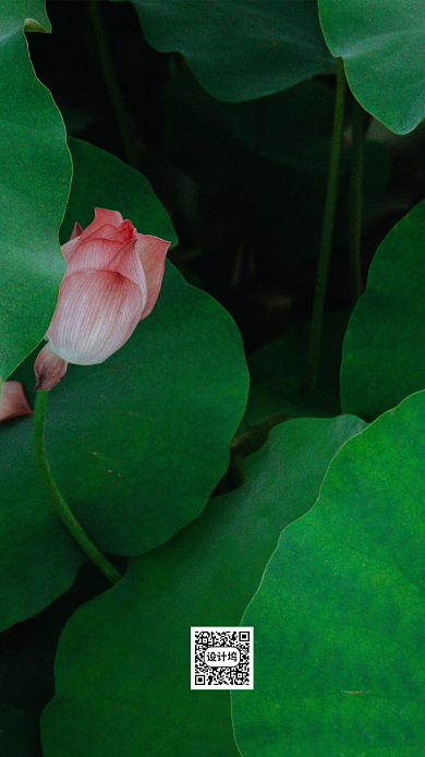 立夏节气手机海报背景