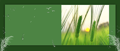 芒种节气传统中国风公众号首图背景