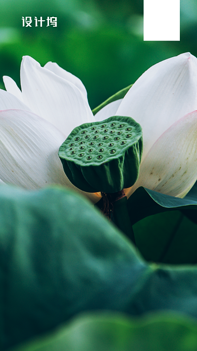 早安你好清新荷花手机海报背景