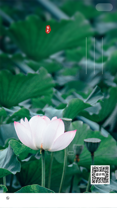 立夏节气荷花摄影海报背景