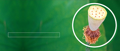 你好夏天绿色公众号首图背景