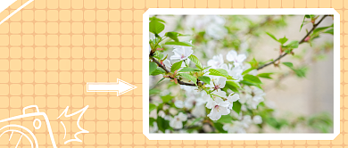 随手拍春天公众号首图背景