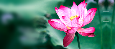 绿色简约节气夏至公众号首图背景