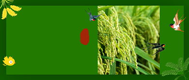 中国传统节日二十四节气小满背景