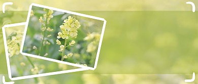 随手拍春天公众号首图背景