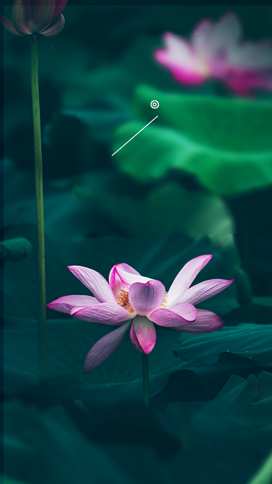 摄影文艺清新荷花海报背景