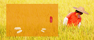 芒种节气简约公众号首图背景