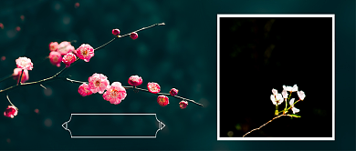 樱花鉴在线赏樱花手绘公众号首图背景