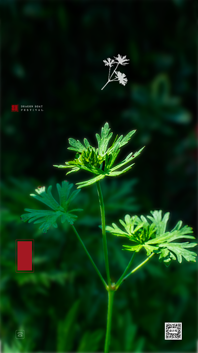 端午艾草摄影清新海报背景