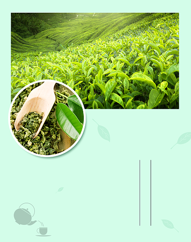 绿色清新电商淘宝天猫茶叶海报背景