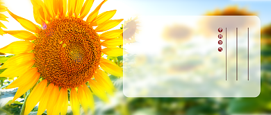 简约向日葵二十节气立夏公众号首图背景