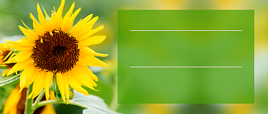 五月再见小清新公众号首图背景