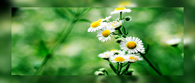 绿色简约节日立夏新媒体配图背景