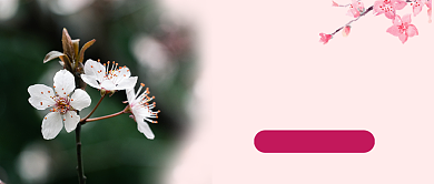 醉美樱花线上赏樱花手绘公众号首图背景