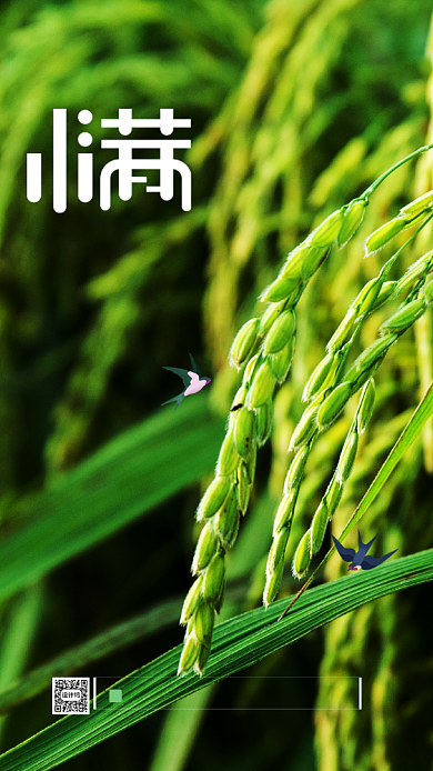 田园稻谷小满节气海报背景