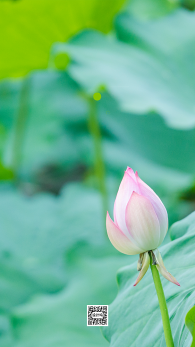 清新简约夏至荷花海报背景