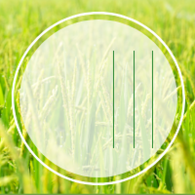 小满节气绿色清新公众号次图背景