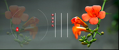 小暑节气黑色简约花朵新媒体配图背景