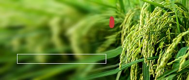 小满节气新媒体配图背景