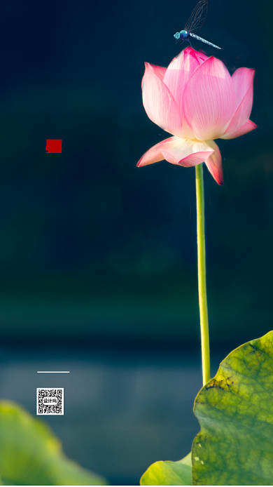 蓝色实景二十四节气小暑海报模板背景