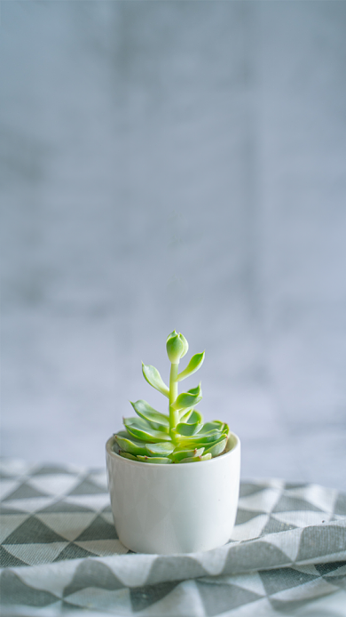 摄影清新文艺早安问候文章配图背景