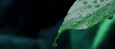 早安问候正能量绿叶公众号首图背景