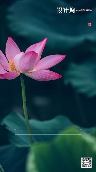 夏季荷花摄影中伏节气房地产手机海报背景