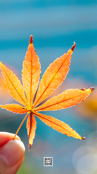 立秋传统节气手机海报背景