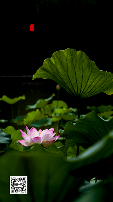 24节气夏至荷花池塘手机海报背景