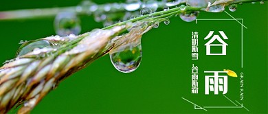 谷雨节气小麦公众号首图