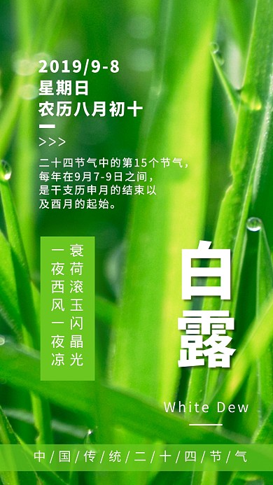 白露绿色清新简约手机海报