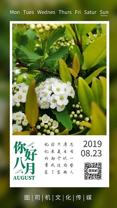 八月你好简约绿植摄影照片日签海报