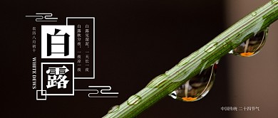 黑色树枝露水清新摄影图二十四节气白露露水微信公众号素材图片