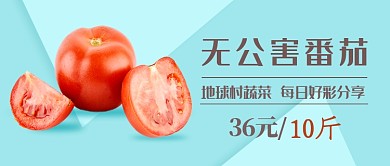 蓝色简约无公害番茄公众号首图