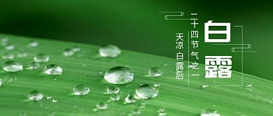 绿色摄影图白露节气公众号首图