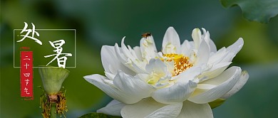 二十四节气处暑荷花公众号首图