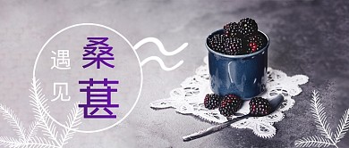 遇见桑葚公众号首图