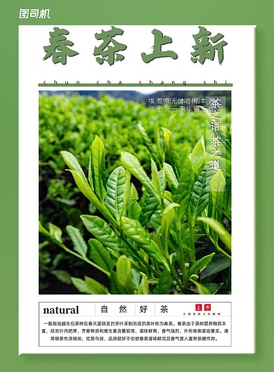 茶叶春茶上新春茶解读宣传印刷海报