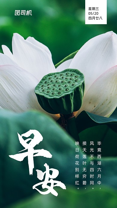 早安你好清新荷花手机海报