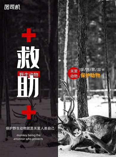 简约救助野生动物海报