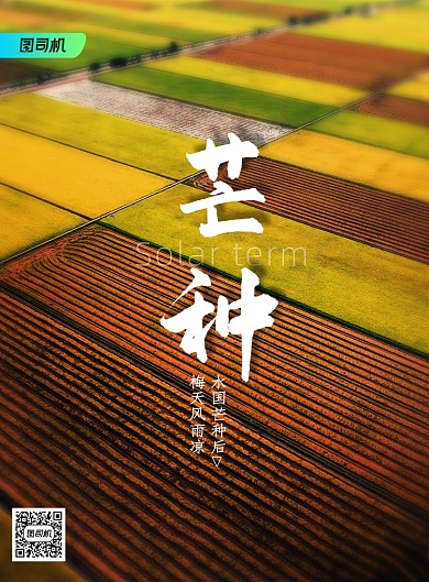 简约二十四节气芒种创意海报